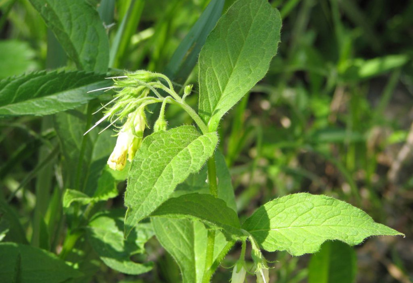 Kleiner Kaukasus Beinwell | Symphytum grandiflorum