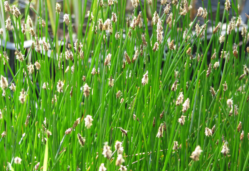 Kleine Sumpfbinse | Eleocharis palustris 