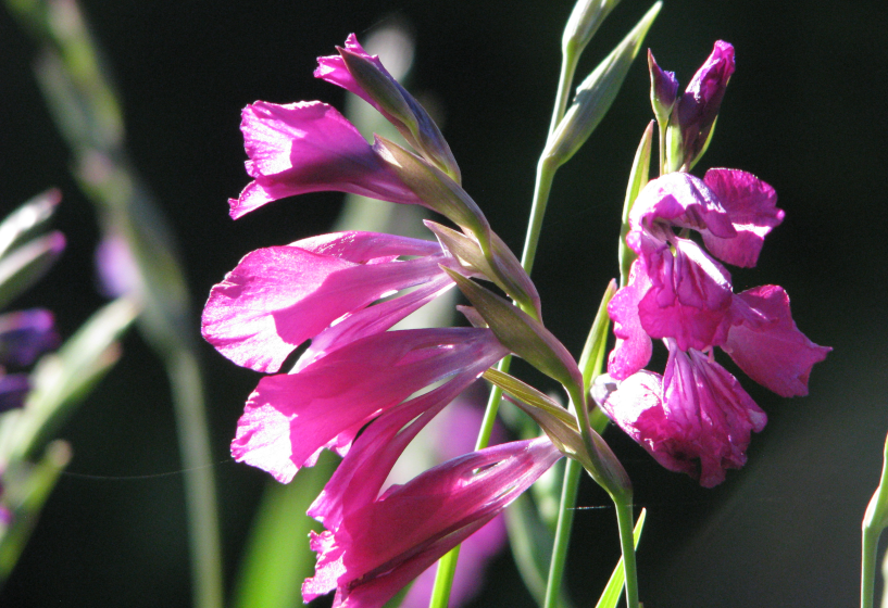 Sumpfgladiole