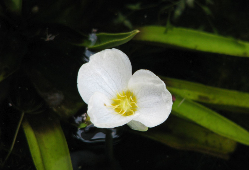 Blüte der Krebsschere Stratiotes aloides