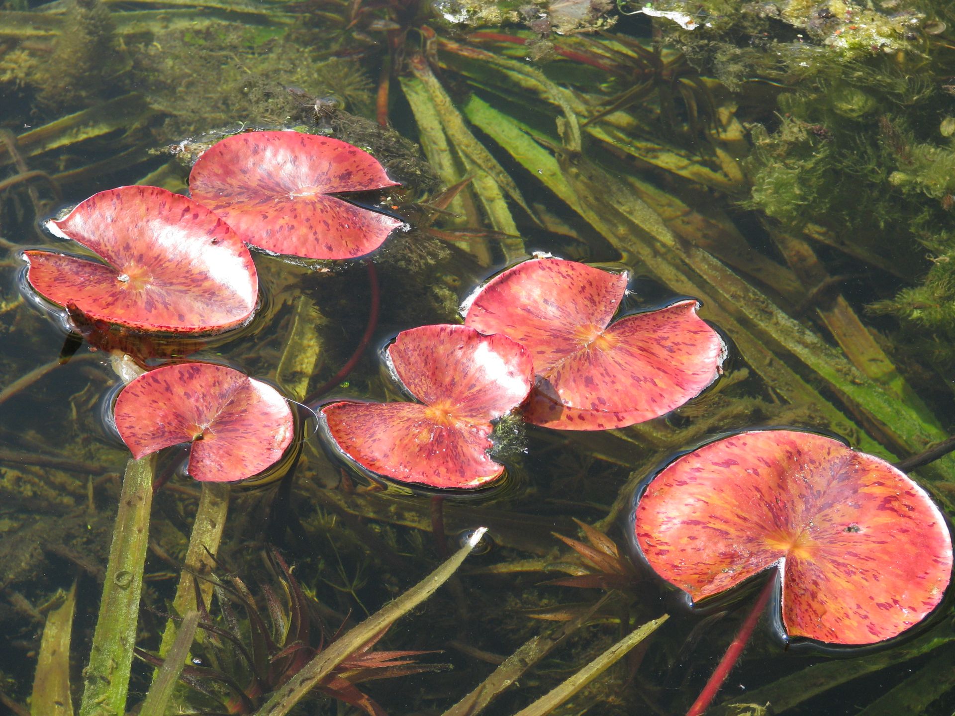 junge Blätter der Seerose Colorado