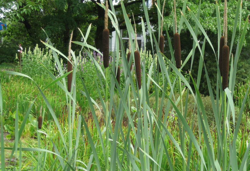 Schmalblättriger Rohrkolben | Typha angustifolia 