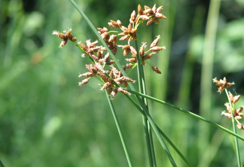 Teichbinse | Scirpus lacustris 