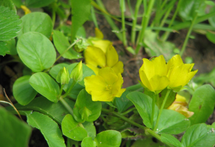 Pfennigkraut | Lysimachia nummularia 