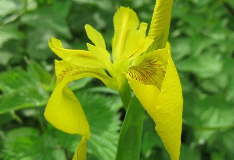 Blüte der Wasseriris