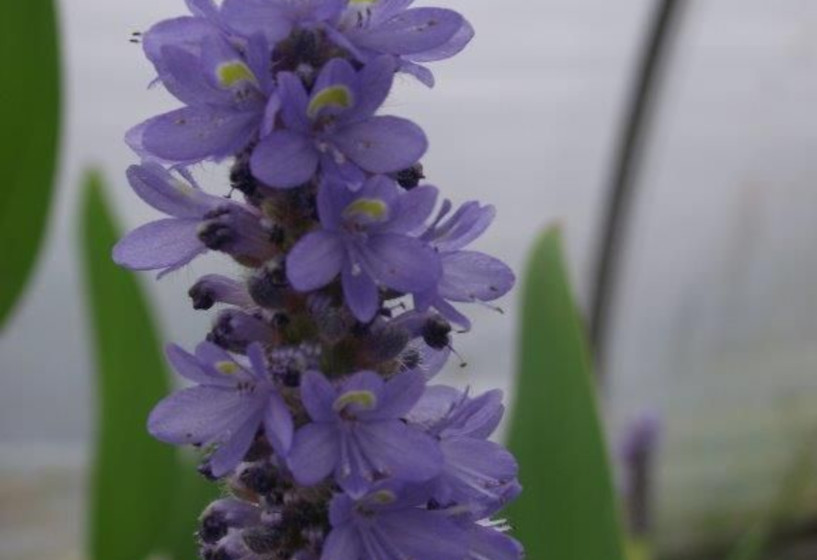 Riesenhechtkraut | Potederia lanceolata