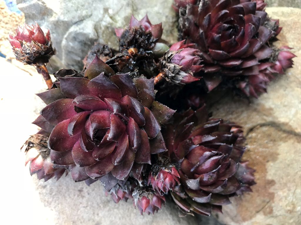 Dach Hauswurz | Sempervivum tectorum Hybride