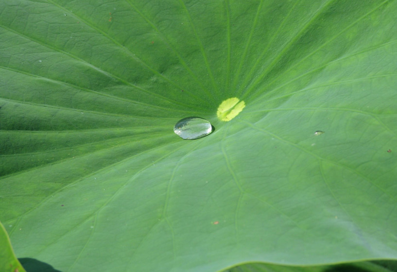 Blätter mit Lotuseffekt