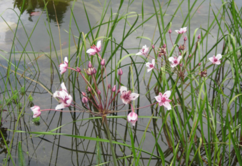 Schwanenblume am Gartenteich