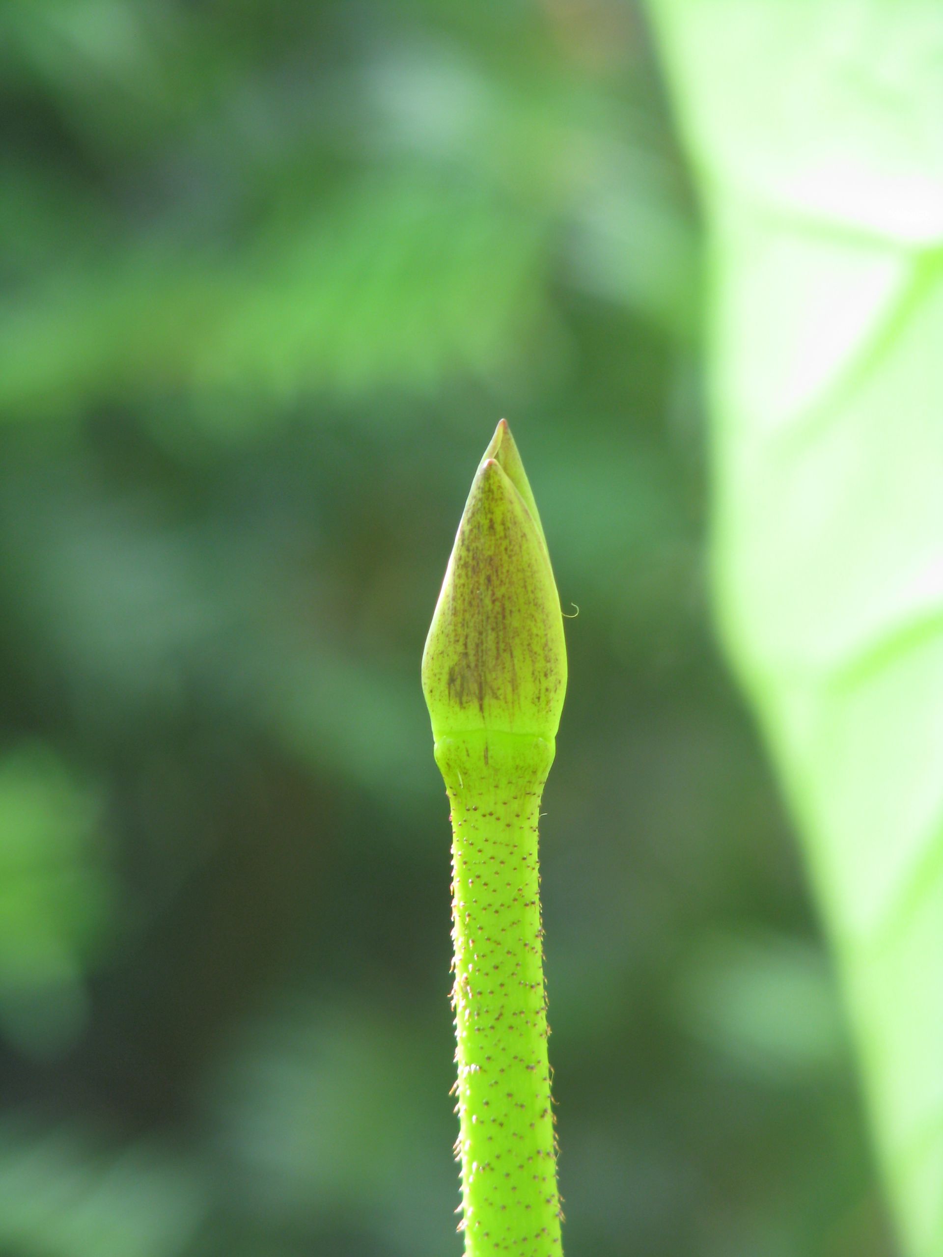 kleine Knospe einer Lotosblüte kleine Knospe einer Lotosblüte