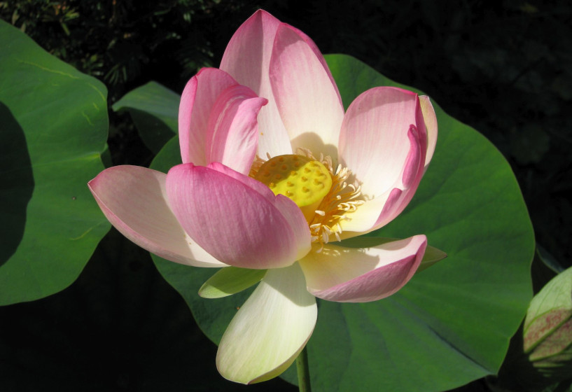 Nelumbo nucifera Nelumbo nucifera