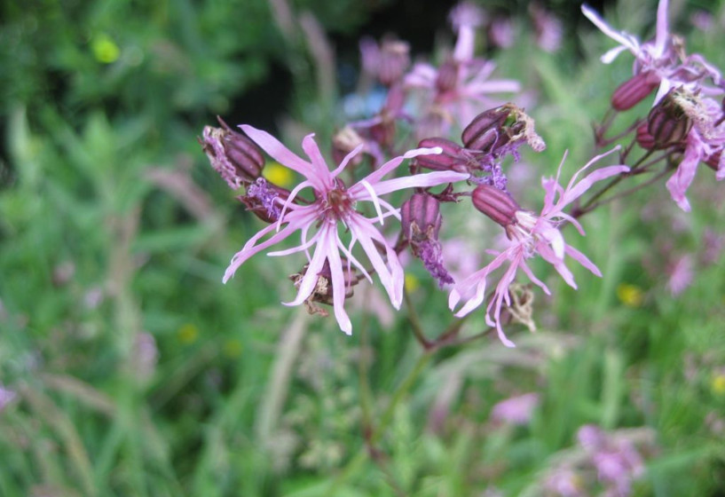 Kuckucks-Lichtnelke | Lychnis flos-cuculi