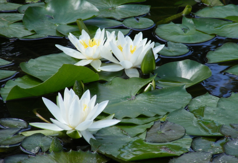 Seerose Nymphaea Hever White