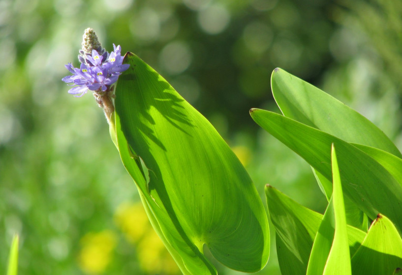 Hechtkraut | Potederia cordata