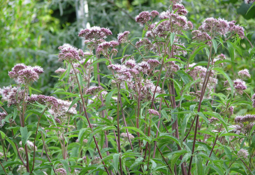 Wasserdost | Eupatorium cannabium