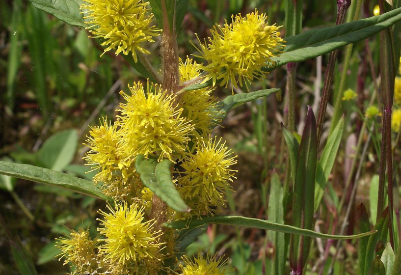 Straußblütiger Gilbweiderich | Lysimachia thyrsiflora