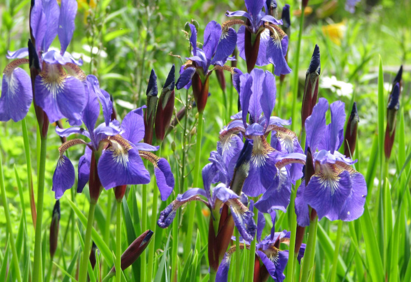 Sibirische Schwertlilie Iris sibirica