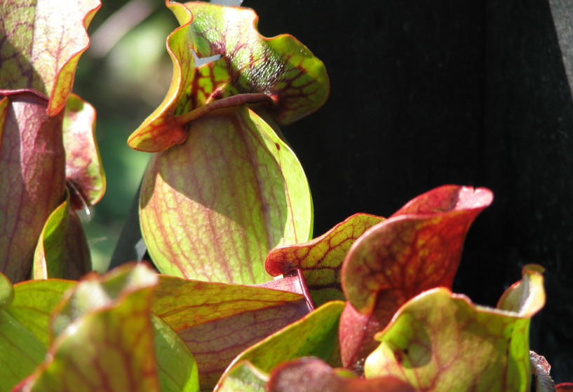 Rote Schlauchpflanze | Sarracenia purpurea 