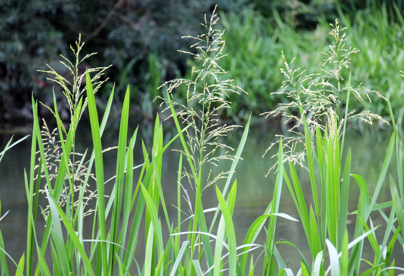 Wasserschwaden