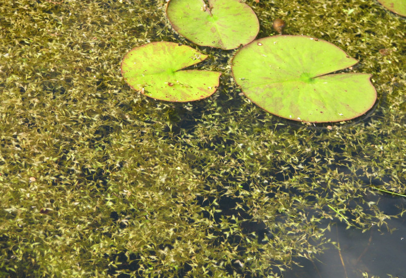 Dreifurchige Wasserlinse im Gartenteich