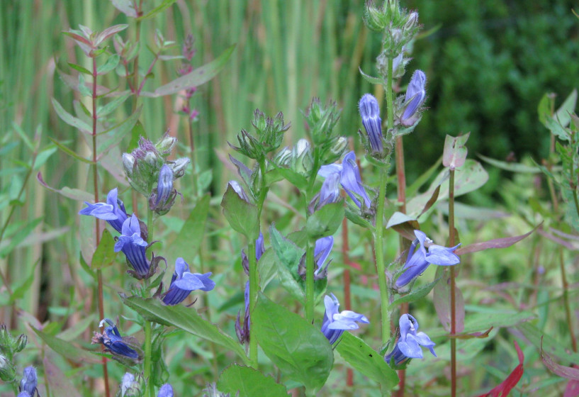 Blaue Lobelie als Solitärstaude