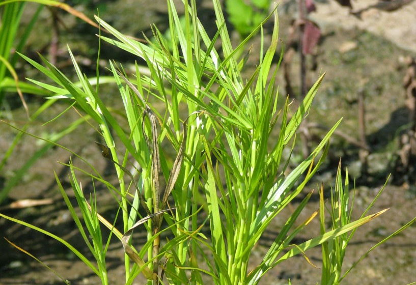 Pfahlrohr | Dulichium arundinaceum 