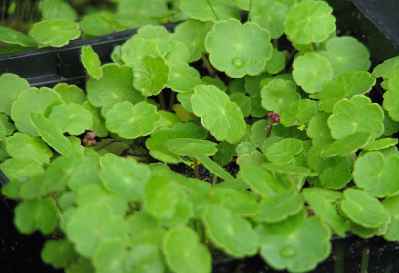 Wassernabel | Hydrocotyle vulgaris