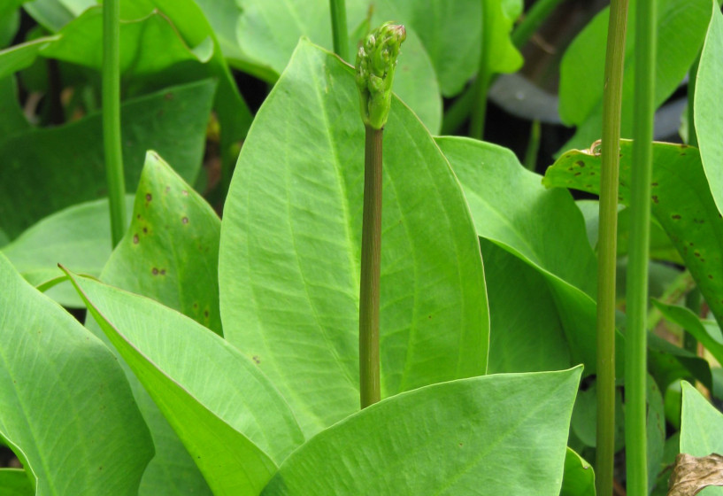 Gewöhnlicher Froschlöffel | Alisma plantago-aquatica