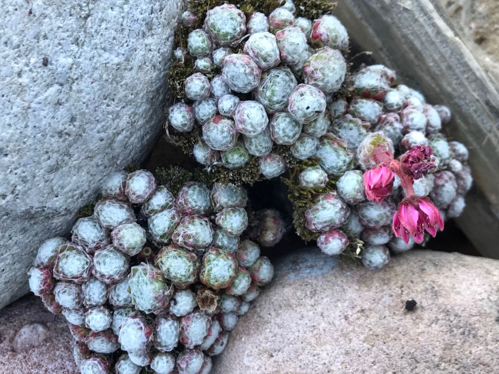 Spinnweb Hauswurz "Minor" | Sempervivum arachnoideum