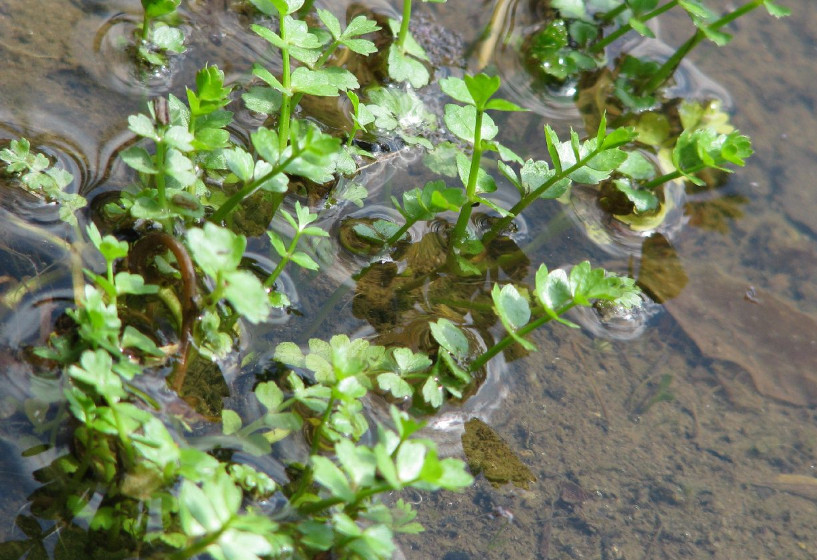 Kriechende Sellerie | Apium repens