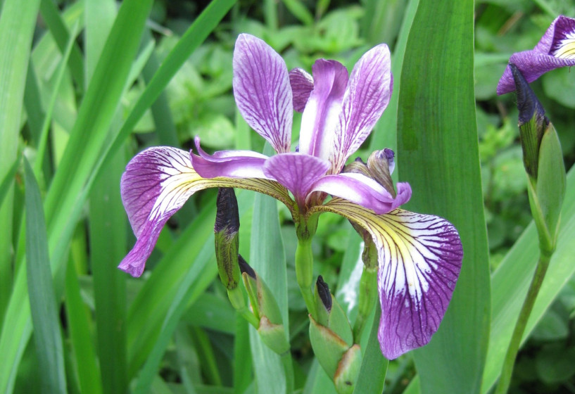 Amerikanische Iris am Gartenteich