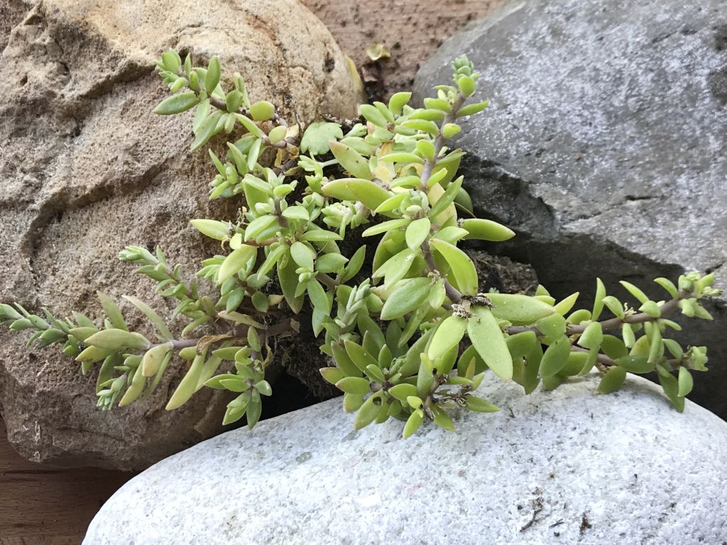 Chinaranken Sedum