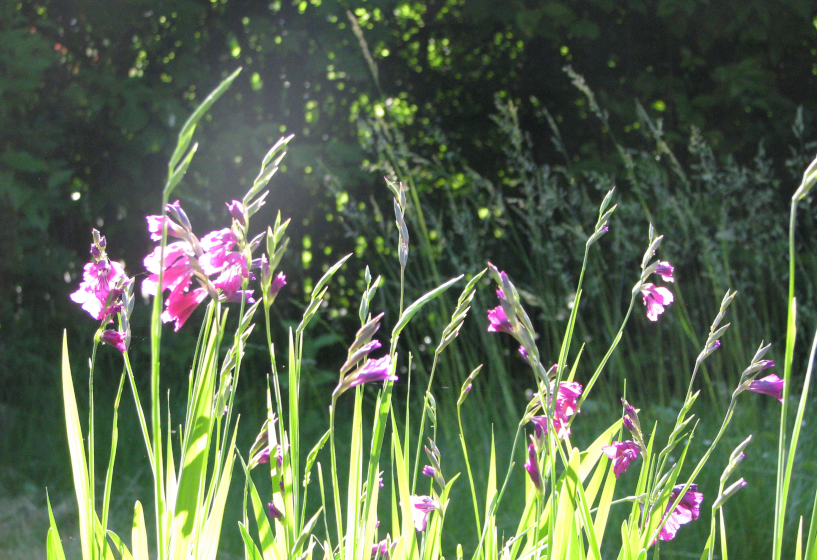 Sumpfgladiole