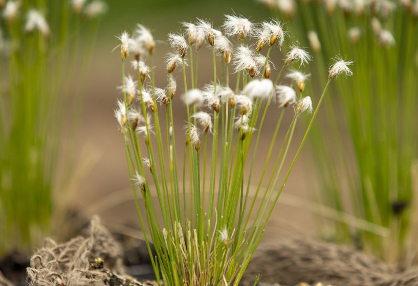 Alpen-Rasenbinse | Trichophorum alpinum