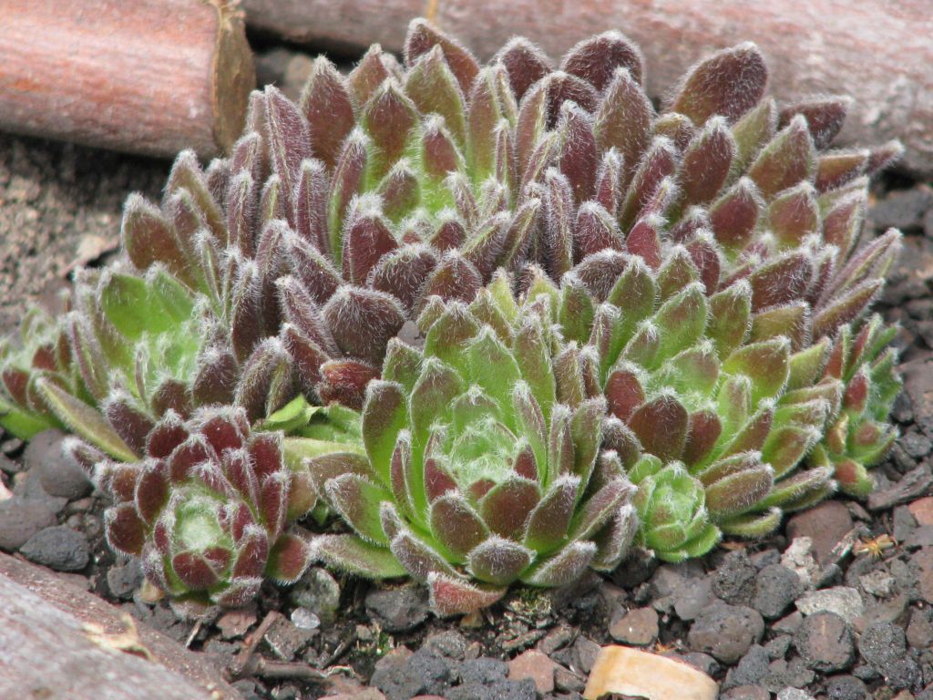 Hauswurz "Camelot" | Sempervivum Hybride