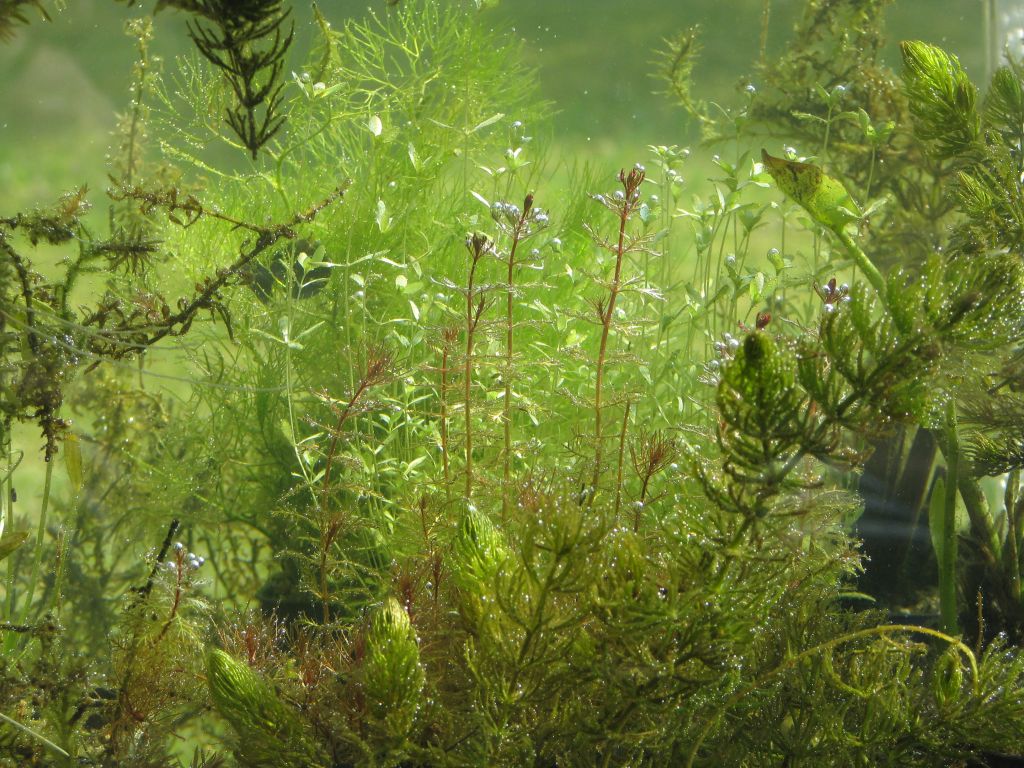 Unterwasserpflanzen im Miniteich Unterwasserpflanzen im Miniteich
