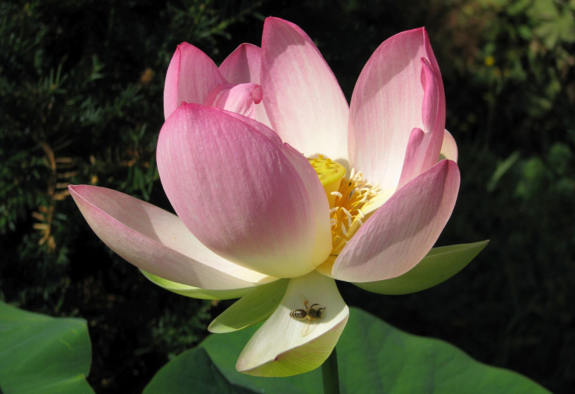 Asiatische Lotusblume | Nelumbo nucifera Asiatische Lotusblume | Nelumbo nucifera