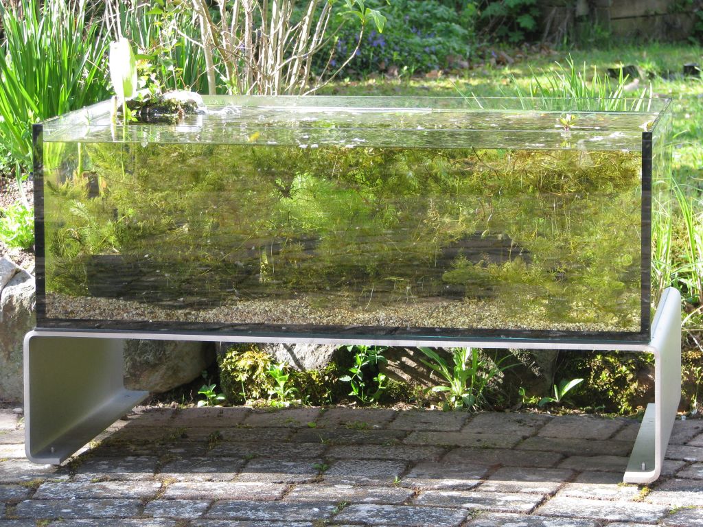 TerrassenFisch nach 2 Wochen TerrassenFisch nach 2 Wochen