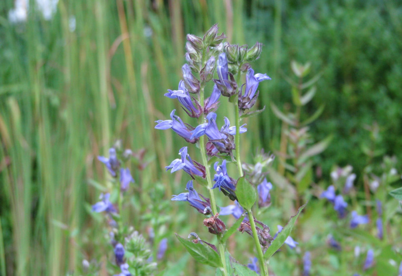 Teichpflanze Blaue Lobelie