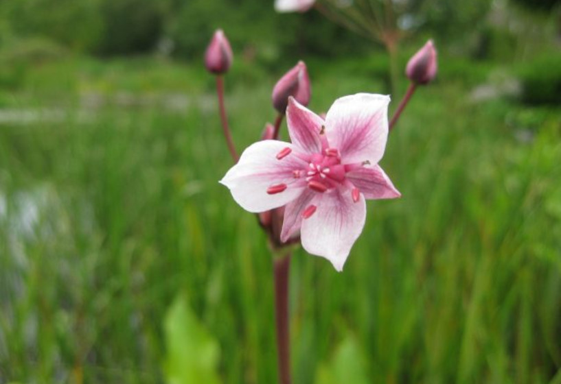 Schwanenblume | Butomus umbellatus