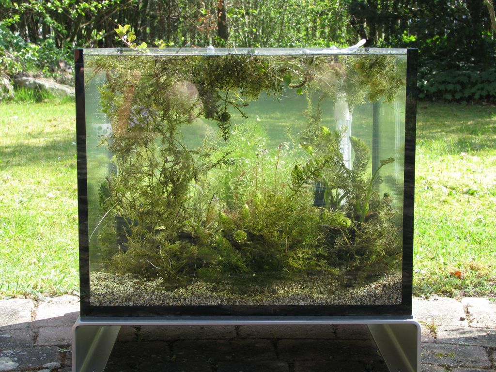 TerrassenFisch nach 2 Wochen TerrassenFisch nach 2 Wochen