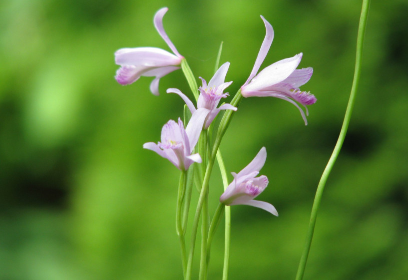 Blütenstand von Pogonia ophioglossoides 