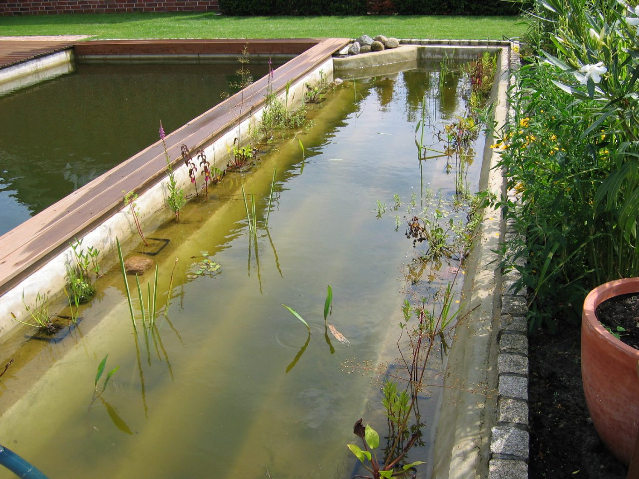 Filterpflanzen für biologische Wasserreinigung